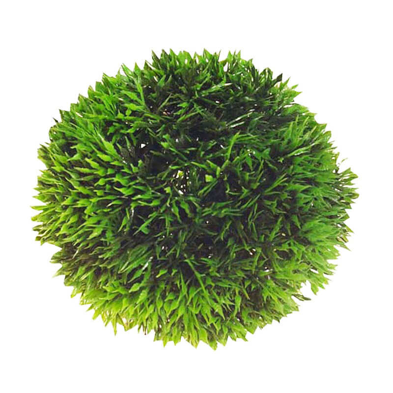 plante-acvariu-atp407-1